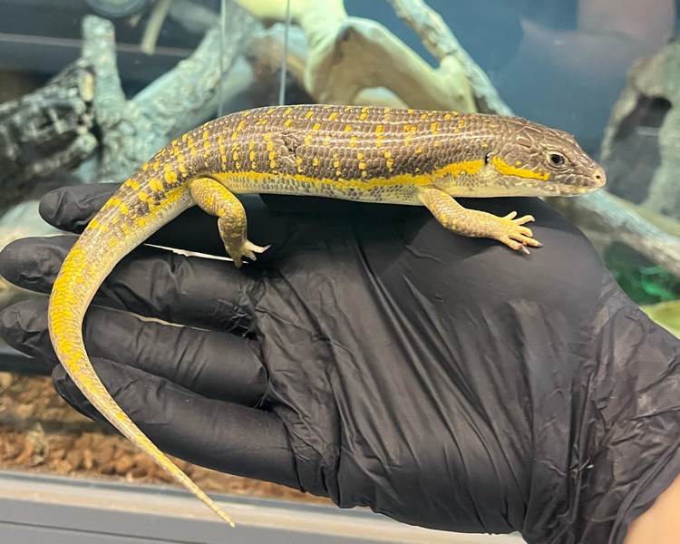 Berber Skink - Adult