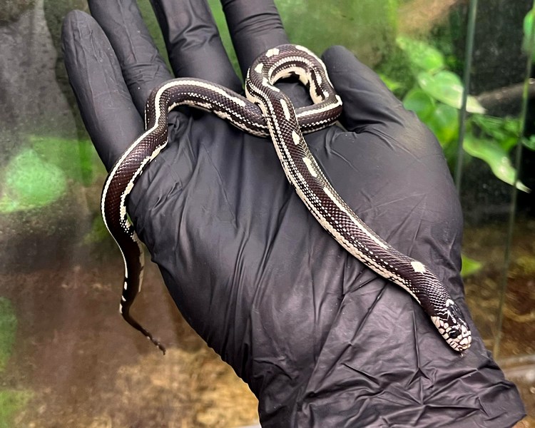 BandW Abberant California King Snake - Juvenile
