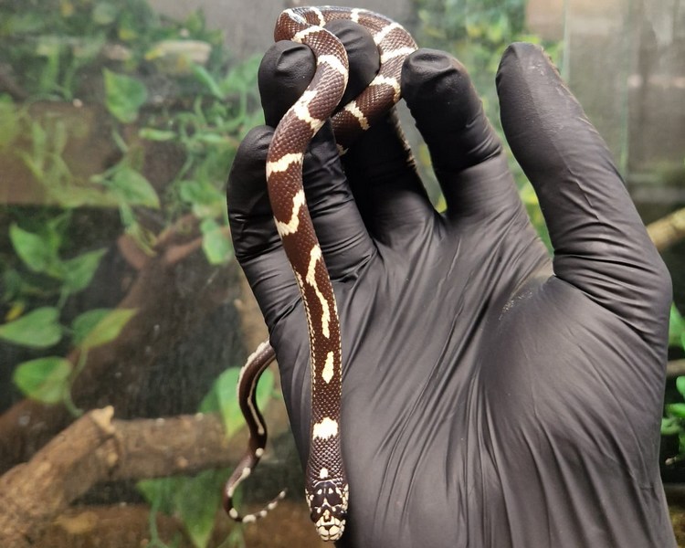 BandW Abberant California King Snake - Juvenile