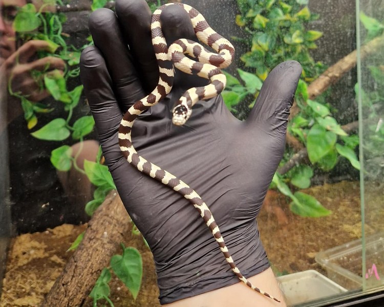 Banded California King Snake - Juvenile