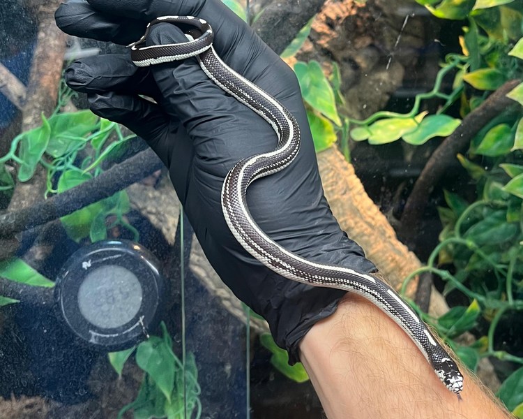 BandW Stripe California King Snake - Juvenile