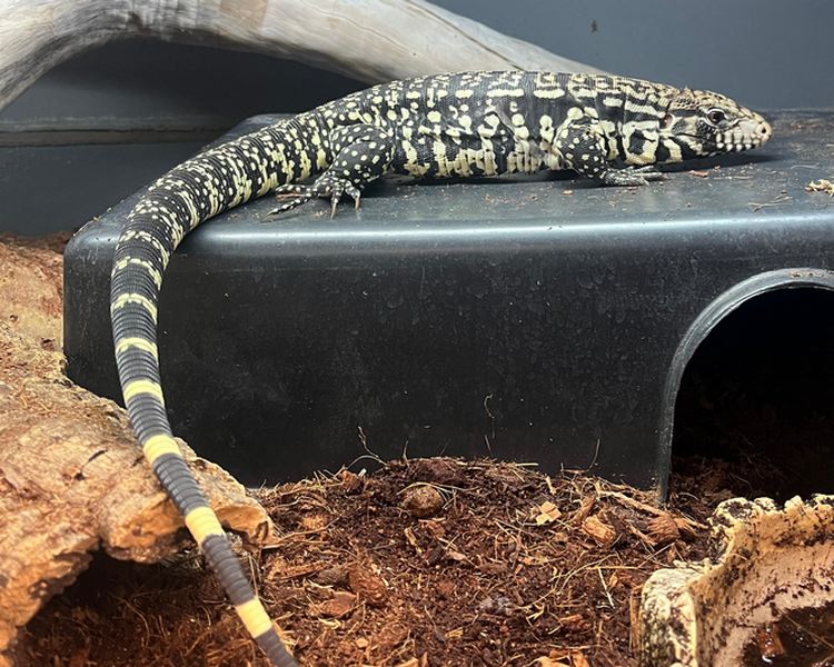 Argentine Black & White Tegu - Juvenile
