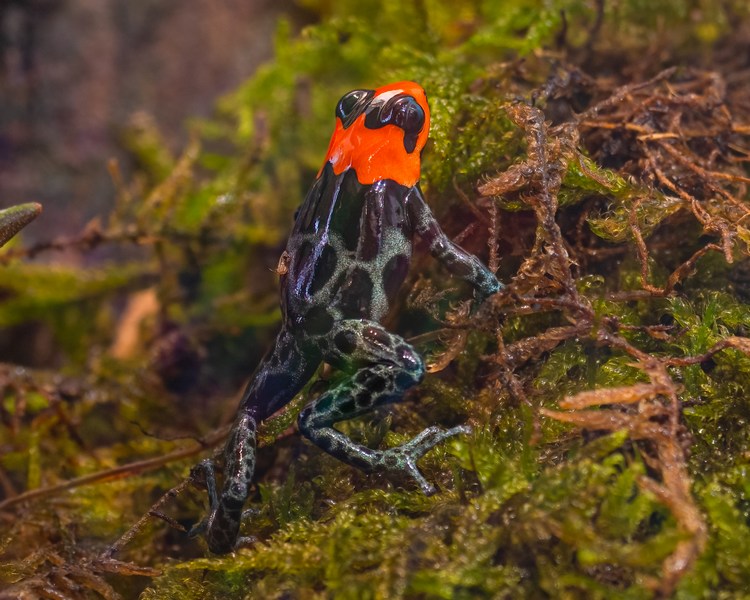 Blessed Poison Dart Frog ~ 1cm