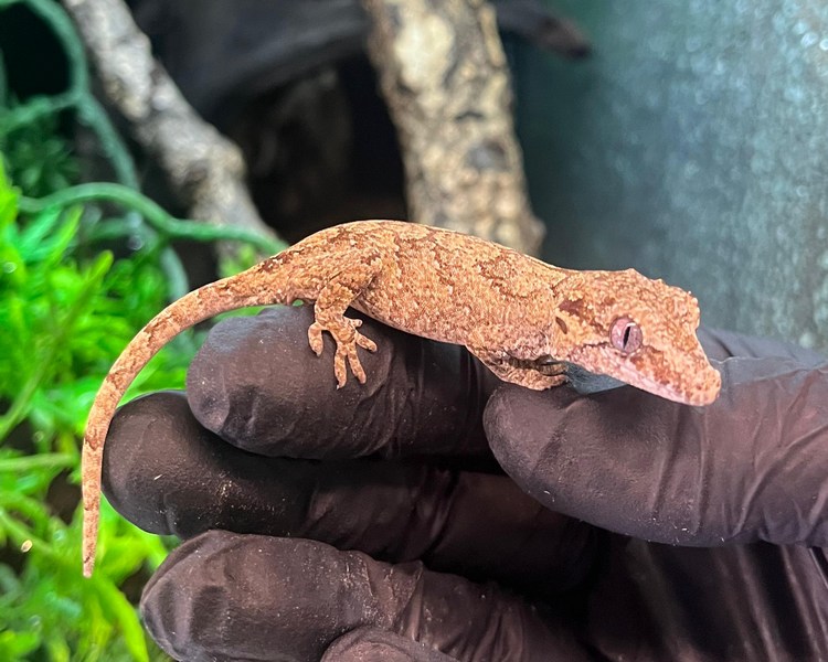 Blotch Gargoyle Gecko - Juvenile