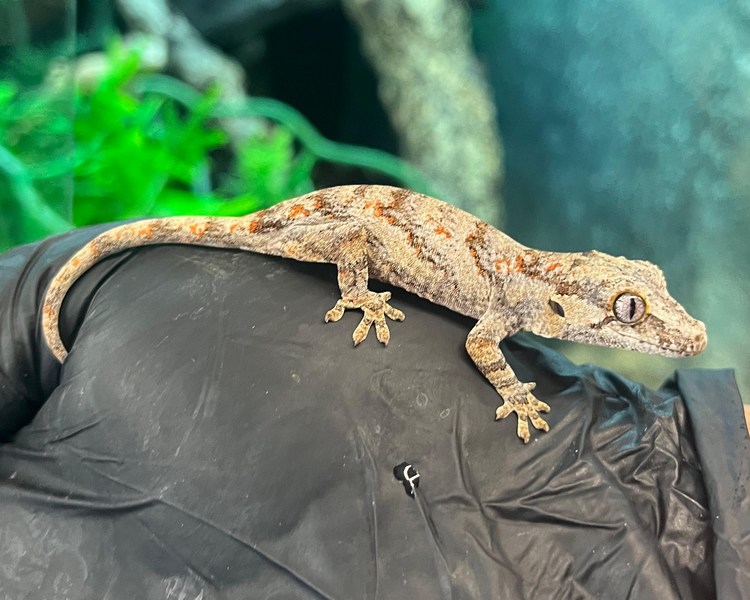 Blotch Gargoyle Gecko - Juvenile