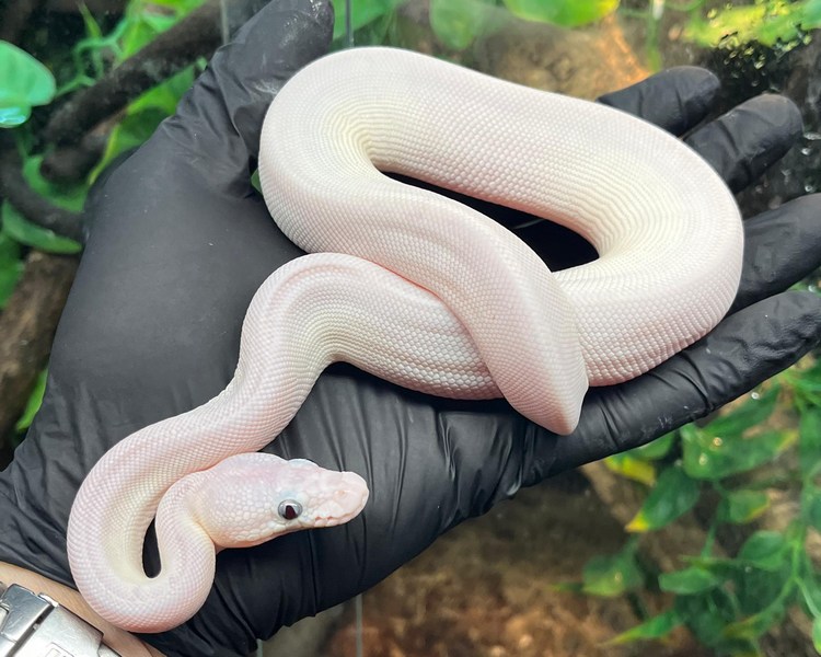 Blue Eyed Leucistic Royal Python - Juvenile