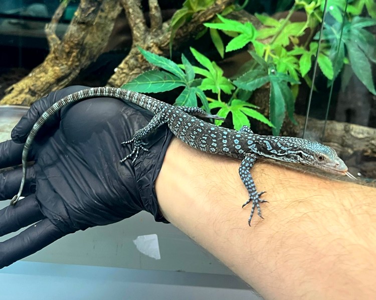 Blue Tree Monitor - Juvenile