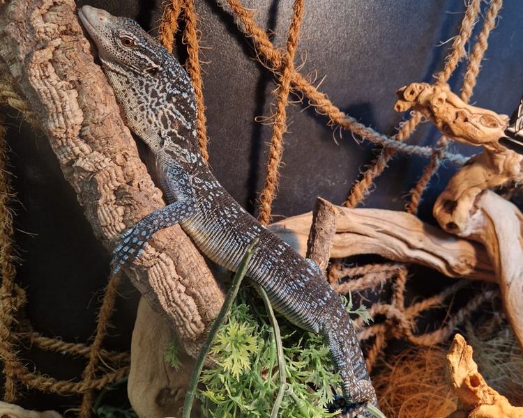 Blue Tree Monitor - Juvenile