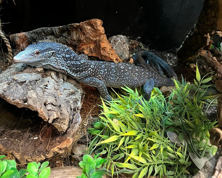 Blue Tree Monitor - Sub-Audlt