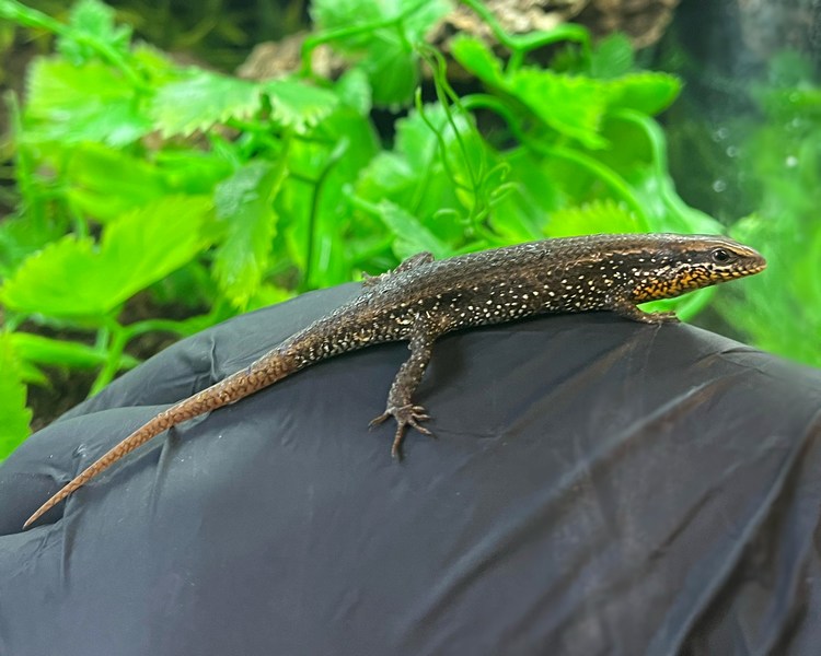 Bronze Grass Skink - Sub Adult