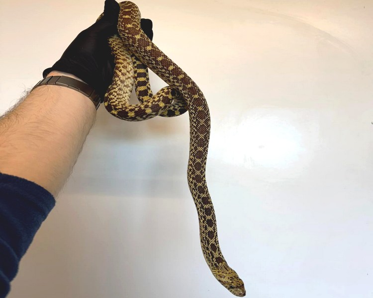 Bull Snake Pos Het Albino -Sub Adult - Male