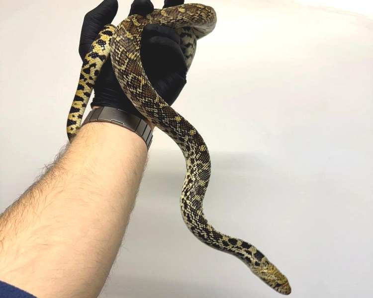 Bull Snake Pos Het Albino -Sub Adult - Male