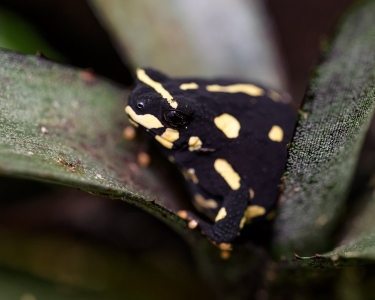 Bumble Bee Toad ~ 1-1.5cm