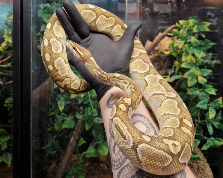 Butter Royal Python - Sub Adult - Female
