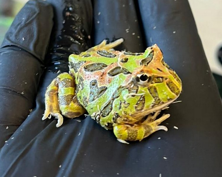 Camouflage Pacman Frog - Juvenile