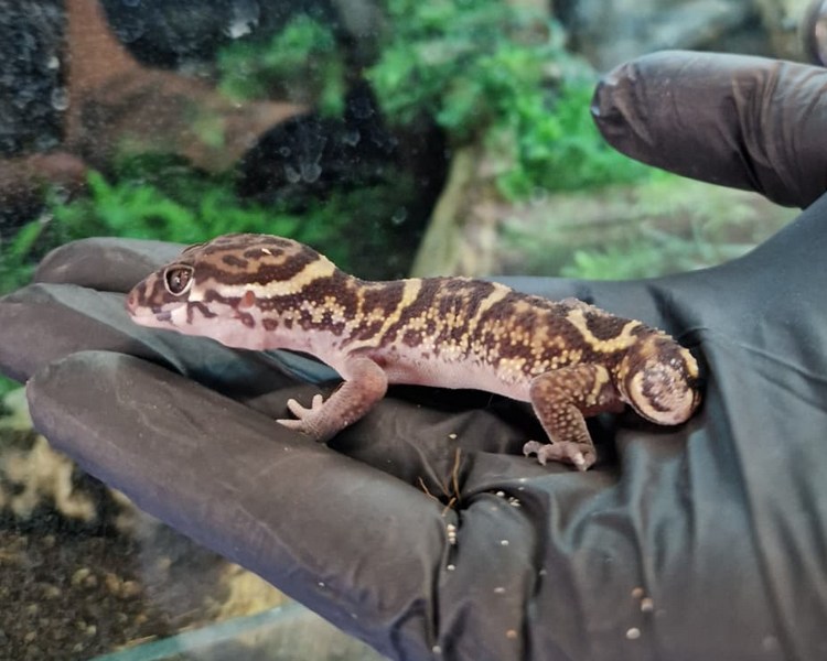 Central American Banded Gecko - Sub Adult - B Grade