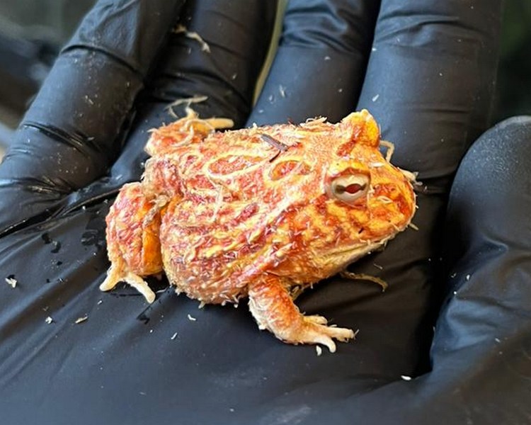 Coral Blaze Pacman Frog - Juvenile