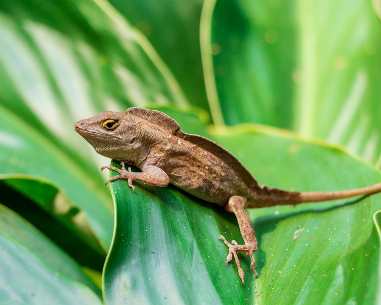 Crested Anole - 8-10cm - Male