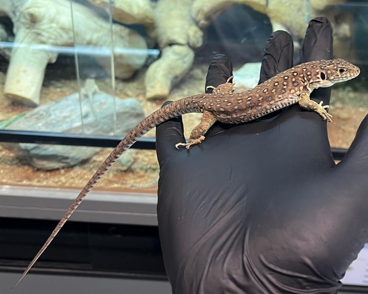 European Eyed Lizard - Juvenile