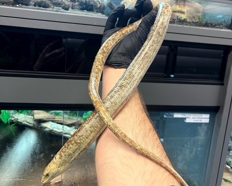 European Legless Lizard - Adult