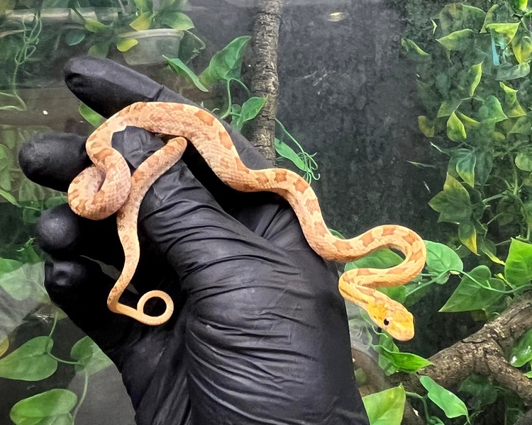 Everglades Rat Snake Het Scaleless - Juvenile - Female