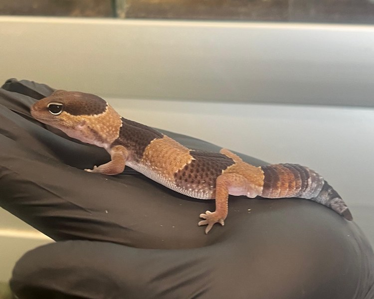 African Fat Tailed Gecko - Male - Sub Adult