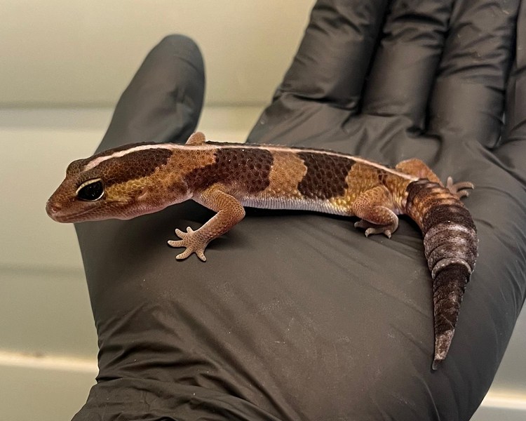 African Fat Tailed Gecko - Juvenile