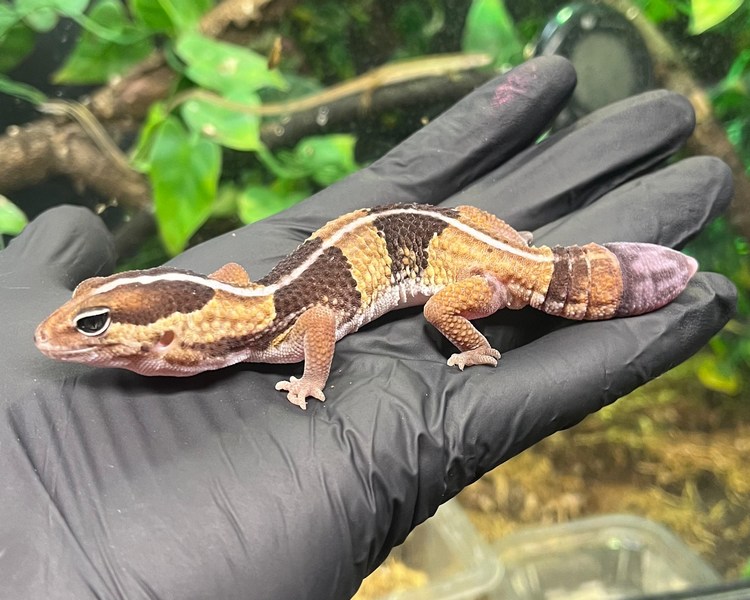 African Fat Tailed Gecko - Male - Sub Adult