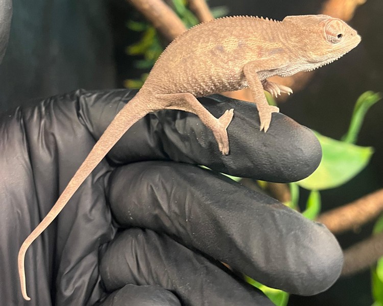 "Nosy Be" Panther Chameleon - Juvenile - Female