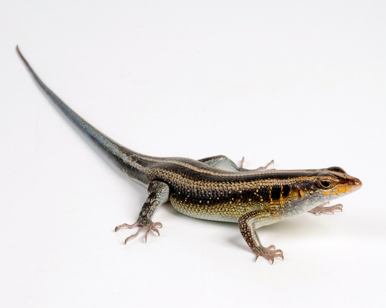 Five Lined Skink - Sub Adult