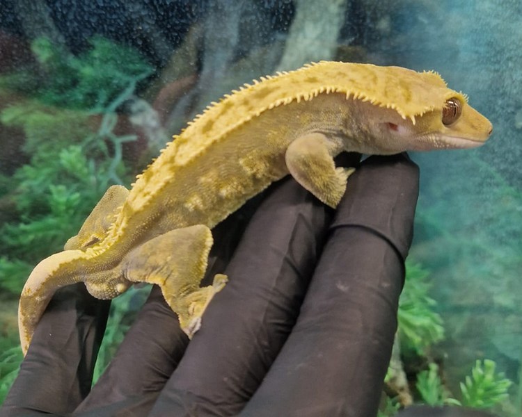 Flame Crested Gecko - Adult - Male - B Grade