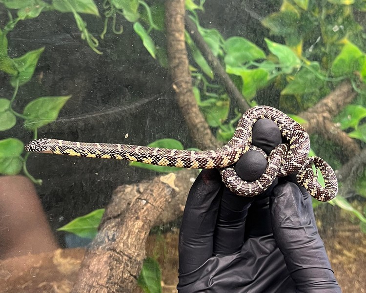 Florida King Snake - Juvenile - Female