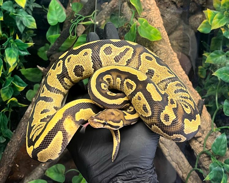 GHI Pastel Het Pied 50% Het Clown Royal Python - Juvenile - Male