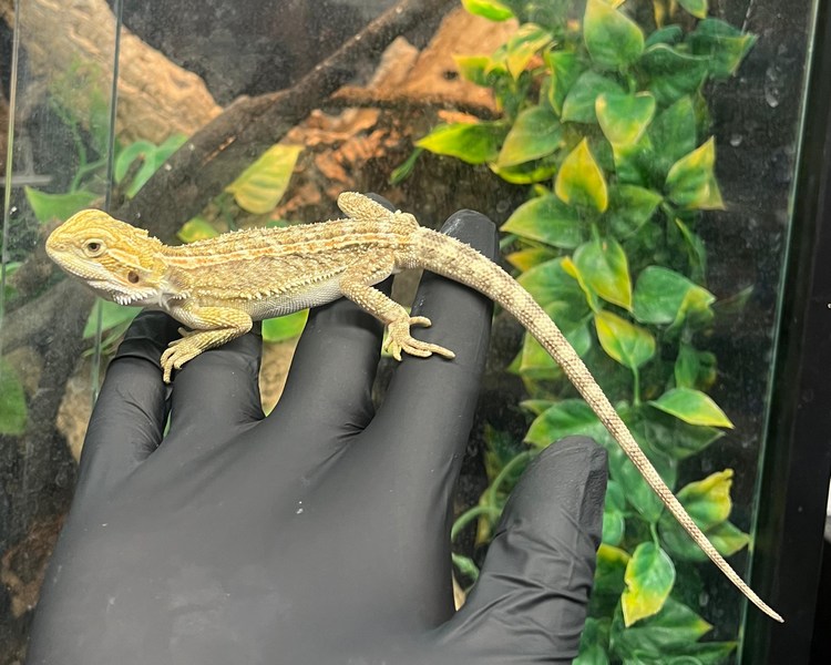 Genetic Stripe Bearded Dragon - Juvenile