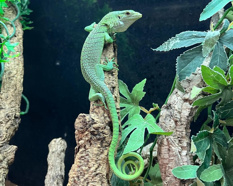 Green Tree Monitor - Juvenile