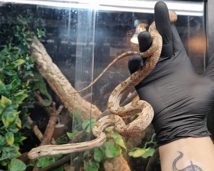 Grey Rat Snake - Juvenile
