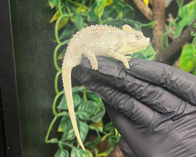 Helmeted Chameleon - Sub Adult