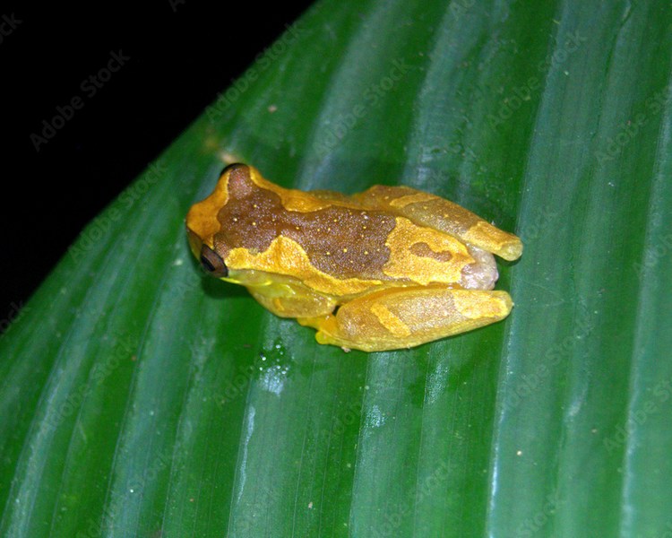Hourglass Tree Frog - Sub Adult