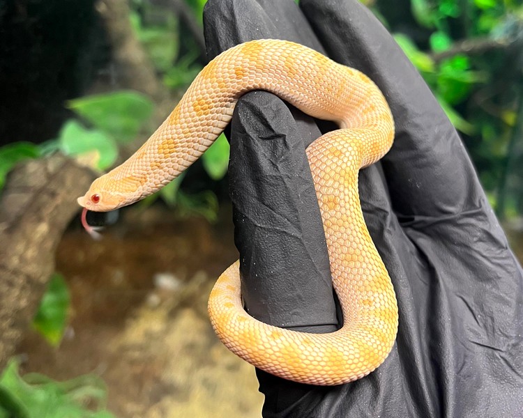 Hybino Conda 66% het Toasted Western Hognose - Juvenile
