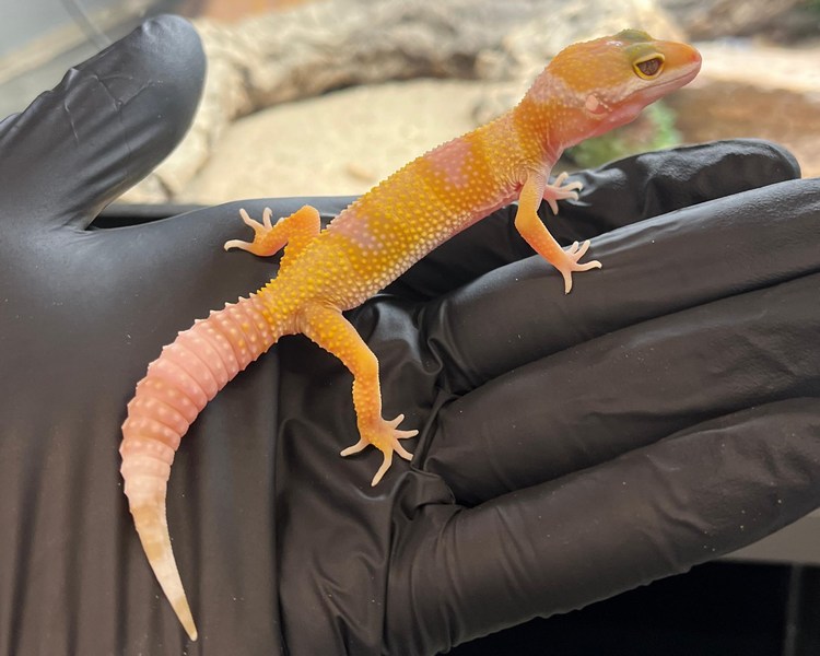 Hybino Leopard Gecko - Juvenile