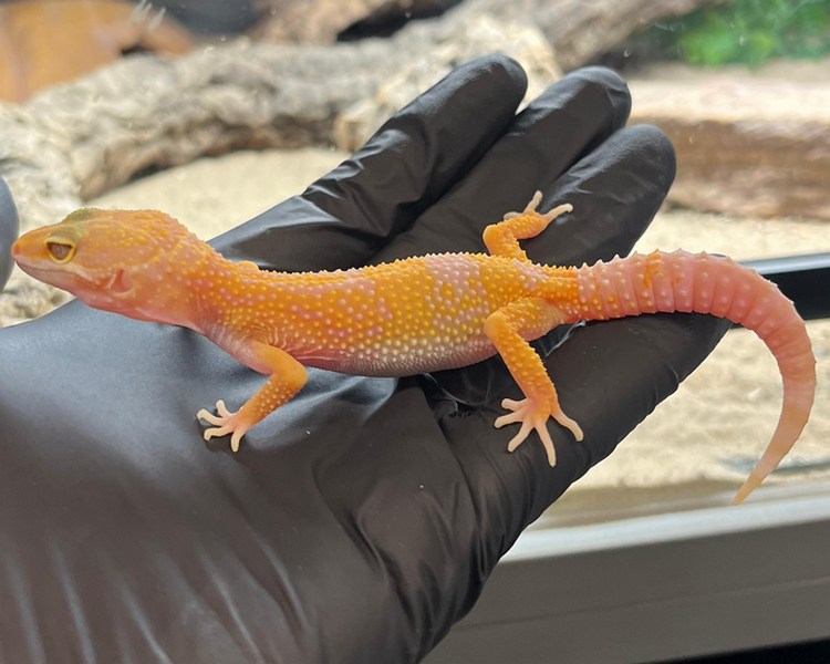 Hybino Leopard Gecko - Juvenile