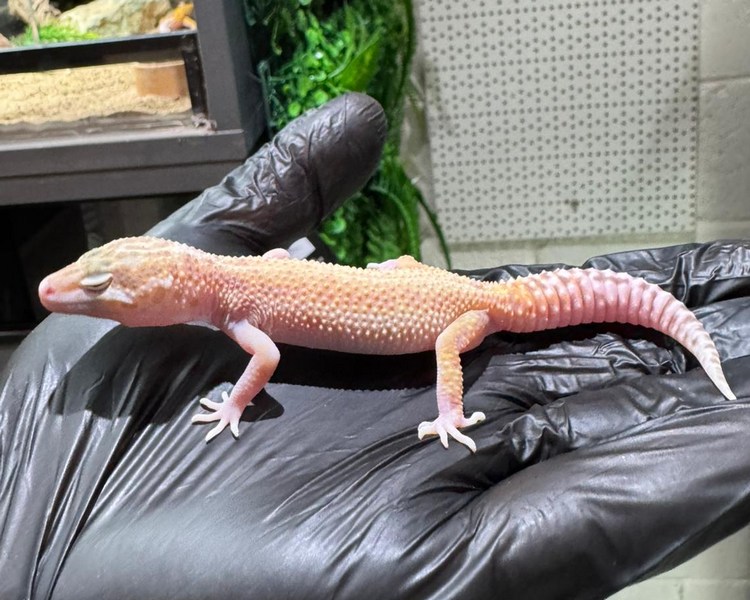 Hybino Leopard Gecko - Juvenile - Female