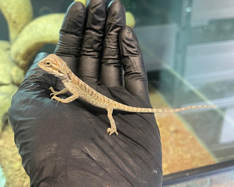HYPO Bearded Dragon - Juvenile