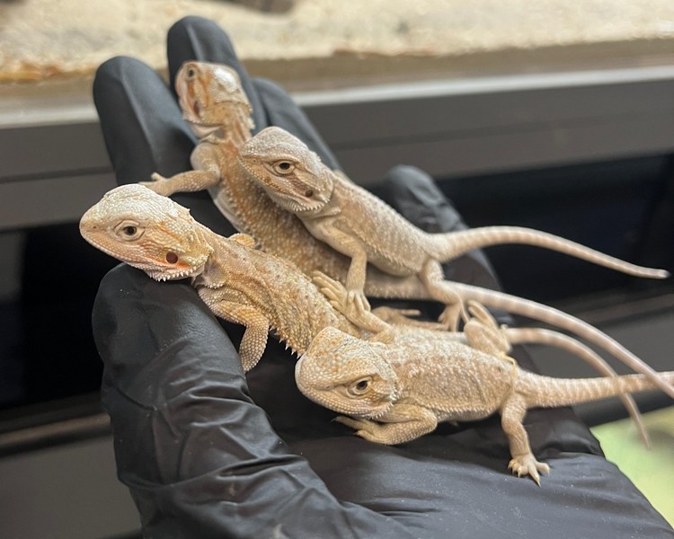 HYPO Bearded Dragon - Juvenile