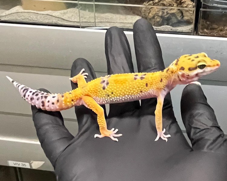 Hypo Tangerine Leopard Gecko - Juvenile