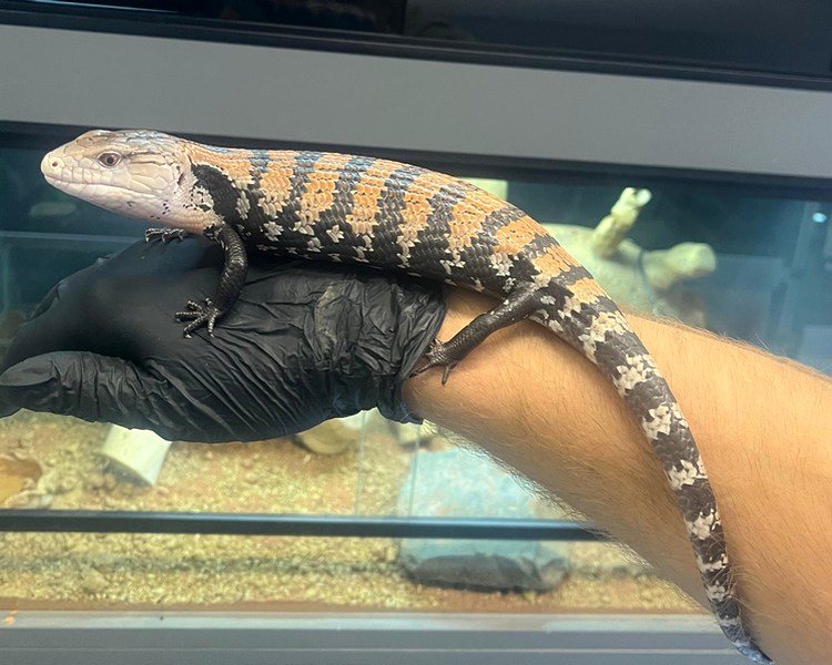 Indonesian Blue Tongue Skink - Sub Adult