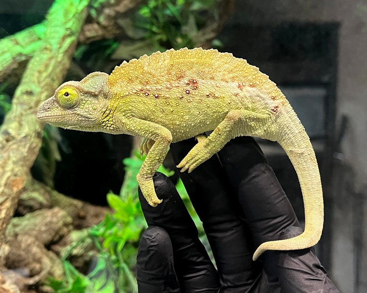 Jacksons Chameleon - Adult - Female
