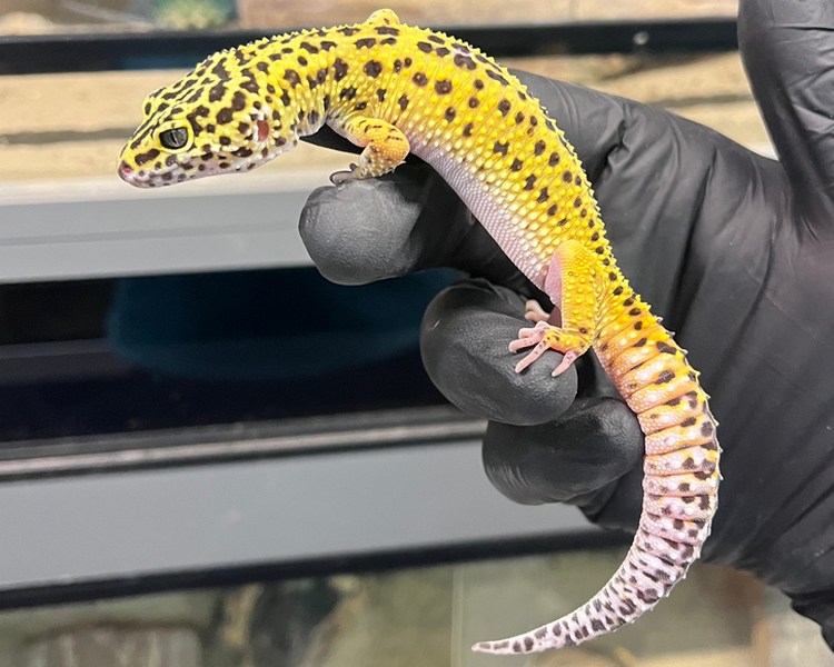 Jungle Leopard Gecko - Sub Adult - Female