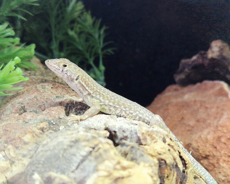 Leopard Sand Lizard - Sub Adult