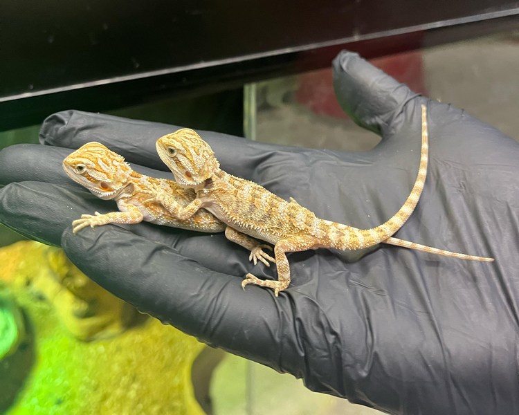 Normal Light Bearded Dragon - Juvenile